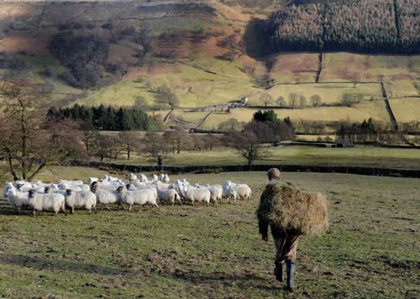 Stephen Ramsden pictured in Upper Nidderdale taking some hay to his sheep.