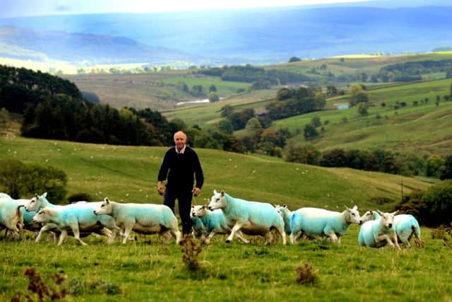 John Stephenson with some of his sheep near Skipton.