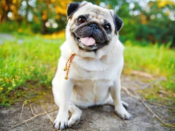 Pugs being stolen across South Yorkshire