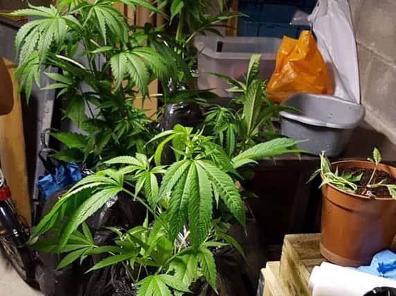 A "small quantity" of cannabis plants were seized.