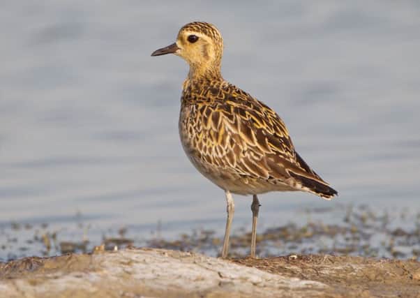 A Pacific golden plover.
