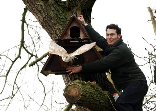 Wildlife Artist Robert Fuller lets out a Barn Owl out of its box at Thixendale.