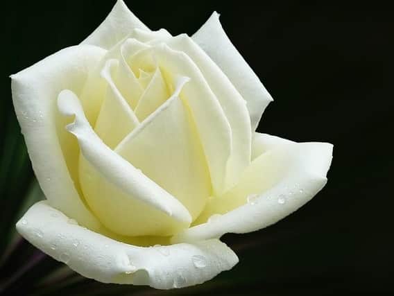 The White Rose of Yorkshire
