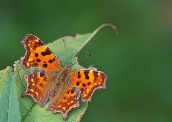 A Comma butterfly. PIC: PA