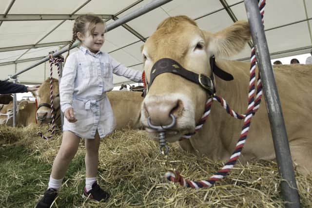 Picture by Allan McKenzie/YWNG - 05/08/17 - Press - Emley Show 2017 - Emley, England - Youngsters with the cattle at the Emley show.