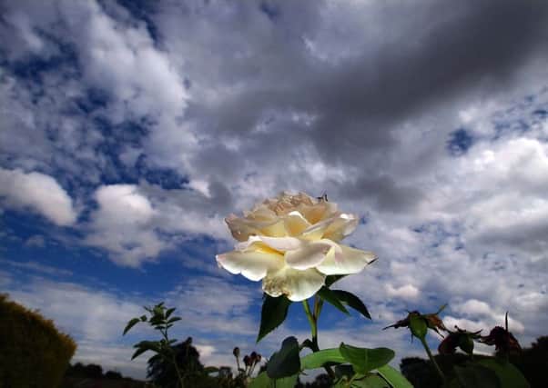 A single white rose is pictured at Temple Newsam Rose garden. (Pic is for Yorkshire Day)31st July 2006
