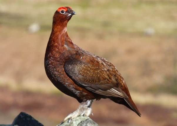 A red grouse, photographed by Ian Robinson.