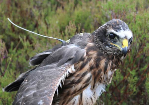 A record number of hen harrier chicks have been fitted with satellite tags this year. Picture by RSPB/PA Wire.