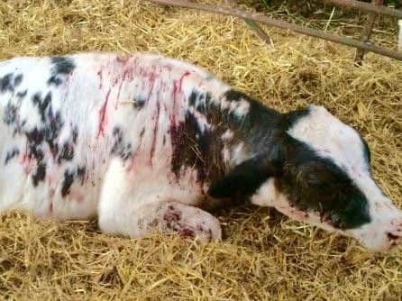 The cow killed by thugs
