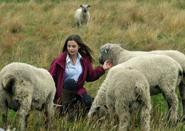 Laura Beaton, 15, with some of her Wensleydale sheep near Green Hammerton.