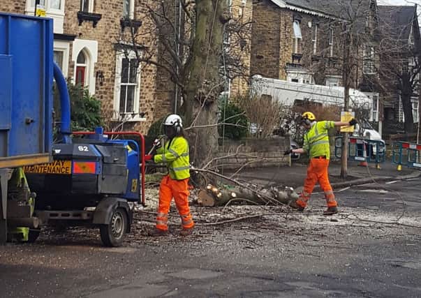 Sheffield's tree-felling scandal has made national headlines.