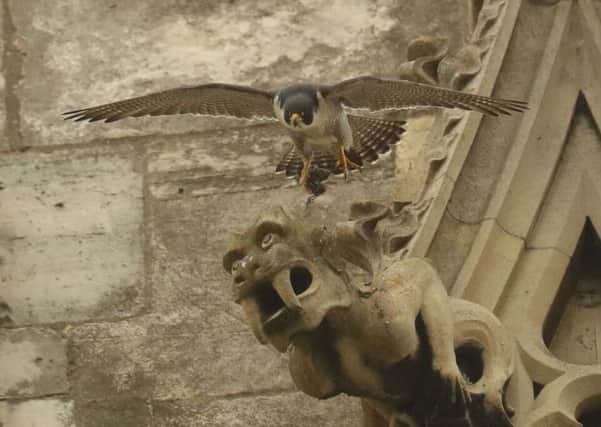 The fastest animal in the world, the peregrine falcon, is a regular sight around York Minster.