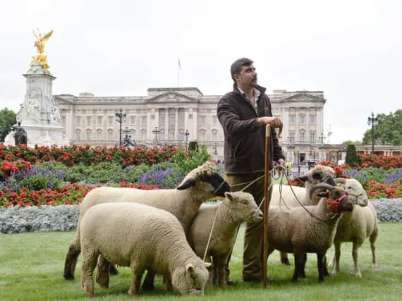 Tom Davis, manager of Mudchute farm, with sheep in Green Park, London, which are there for a conservation trial that sees The Royal Parks Mission: Invertebrate team up with the Rare Breeds Survival Trust and Mudchute Farm. John Stillwell/PA Wire