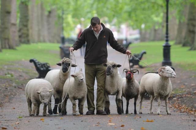Tom Davis, manager of Mudchute farm, with sheep in Green Park, London, which are there for a conservation trial that sees The Royal Parks Mission: Invertebrate team up with the Rare Breeds Survival Trust and Mudchute Farm. John Stillwell/PA Wire