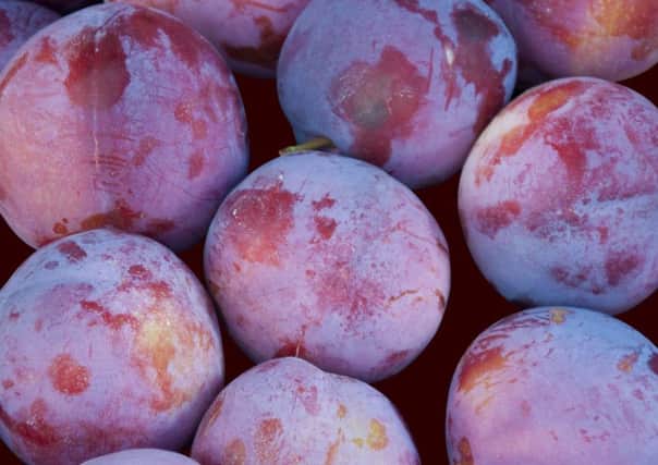The discovery of plums growing alongside the A655 in West Yorkshire took Roger Ratcliffe by surprise. Picture: PA Photo/thinkstockphotos.