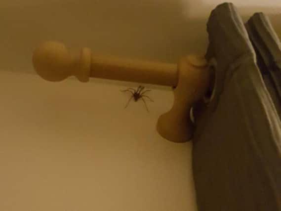 A massive spider
