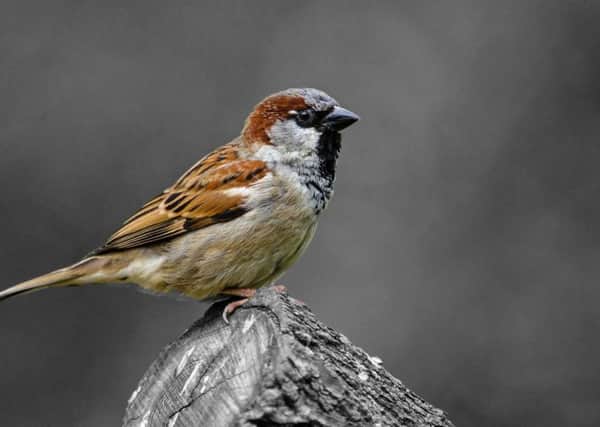 The house sparrow, which Chris Thomas, says followed the spread of urban life from the Middle East millennia ago. Picture by Kevin Phillips.