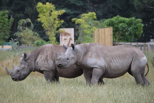 The rhinos in their reserve