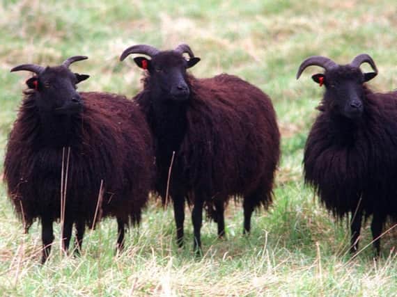 Volunteers will be tasked with counting Hebridean sheep.