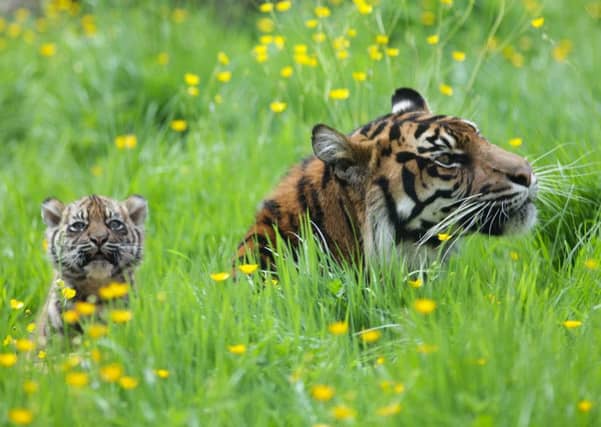 RARE BREED: The breeding pair of Sumatran Tigers, Bawa and Surya and the cubs born three years ago.