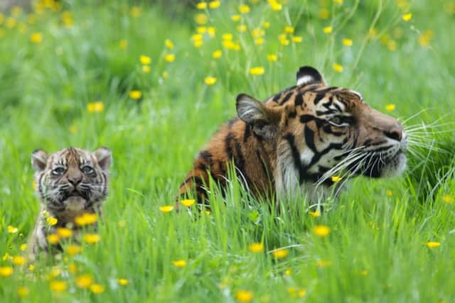 RARE BREED: The breeding pair of Sumatran Tigers, Bawa and Surya and the cubs born three years ago.