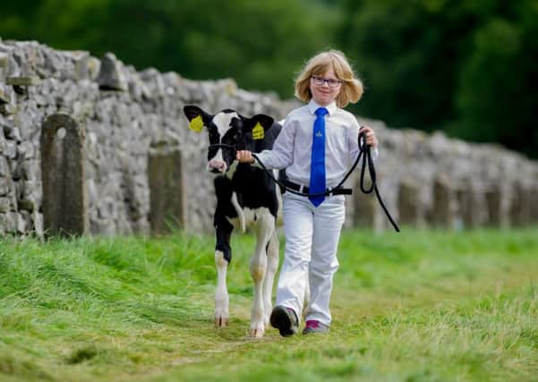 Katie Herd, aged 6, of Hebden near Grassington, with her young Holstein calf at Kilnsey Show. Pictures by James Hardisty.