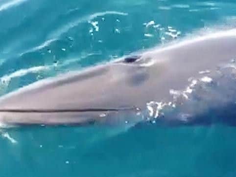 Video of a minke whale has been taken off the Yorkshire coast.