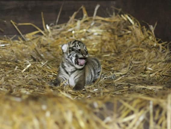 The tiger cub is doing well