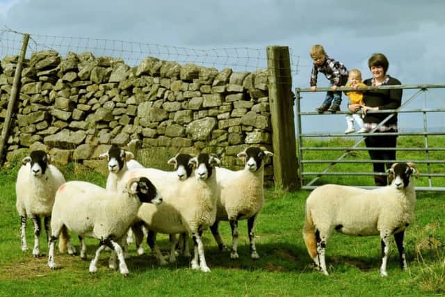 Megan Pedley and the children looking at some of their Swaledale sheep.