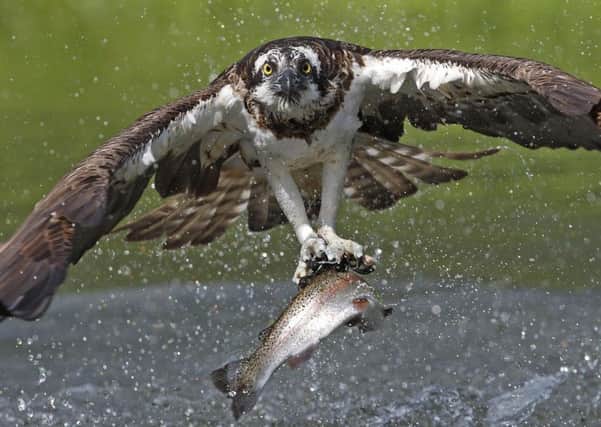 An osprey fishing. Picture by Paul Hobson.