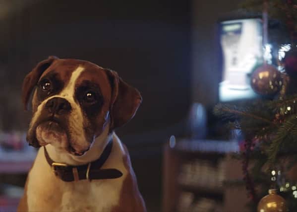 Come Christmas, genderless labelling will be all forgotten. But was Buster the Boxer a boy or a girl? Last year's John Lewis Christmas TV advert, which saw the company partner with the Wildlife Trust to encourage more children to discover a love of British wildlife by watching foxes and badgers bounce on a trampoline.