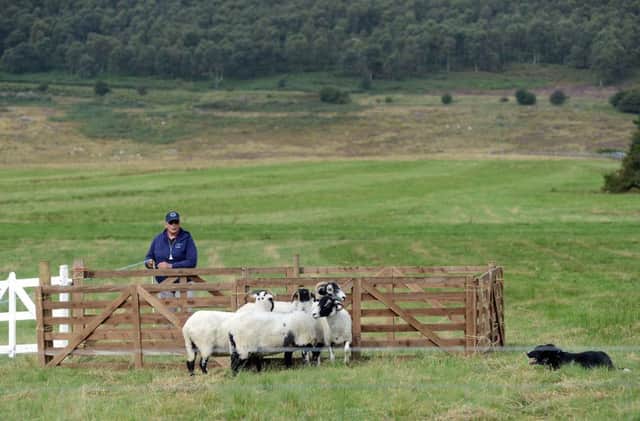 Competitors take part in the fisrt day of this year's Longshaw Sheepdog trials near Sheffield. Picture Scott Merrylees