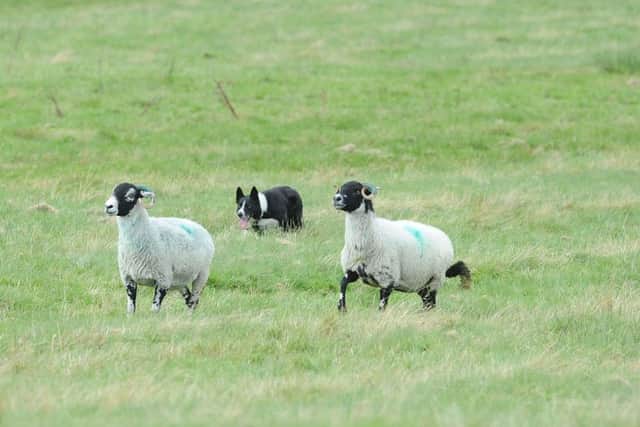 Competitors take part in the fisrt day of this year's Longshaw Sheepdog trials