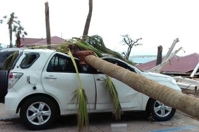 A palm tree lays on a car after the passage of Hurricane Irma, near the shore in Marigot, on the island of St. Martin.
