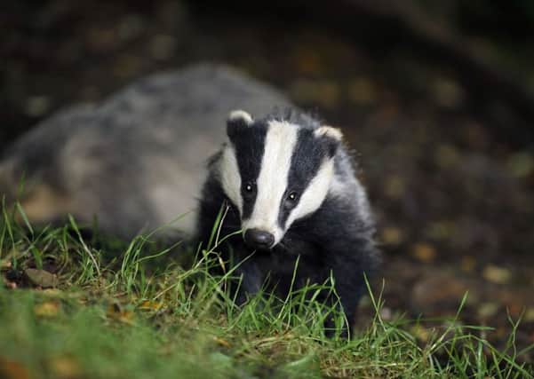 Licences have been issued for badger culling in 11 new areas in Devon, Wiltshire, Somerset, Dorset and Cheshire as part of efforts to control tuberculosis in cattle, the Government said.  Picture: Ben Birchall/PA Wire