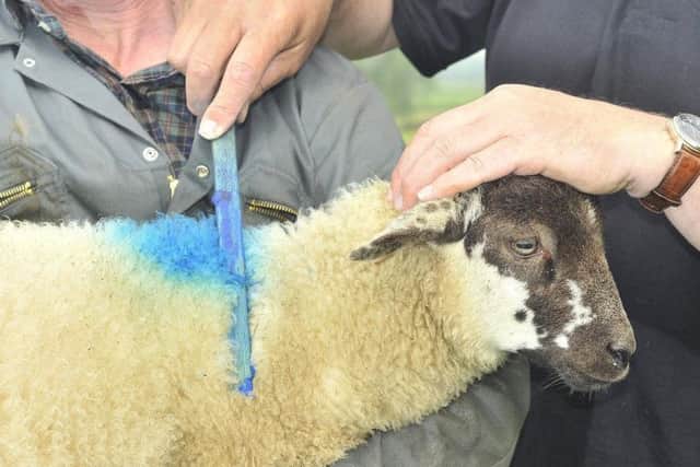 TecTracer, a revolutionary marking system, is being trialled on a Moors farm near Castleton. Picture: Richard Ponter.