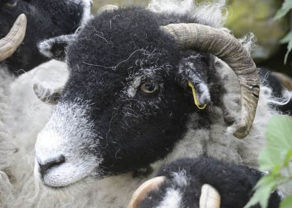 More than 700 sheep were stolen in North Yorkshire last year.