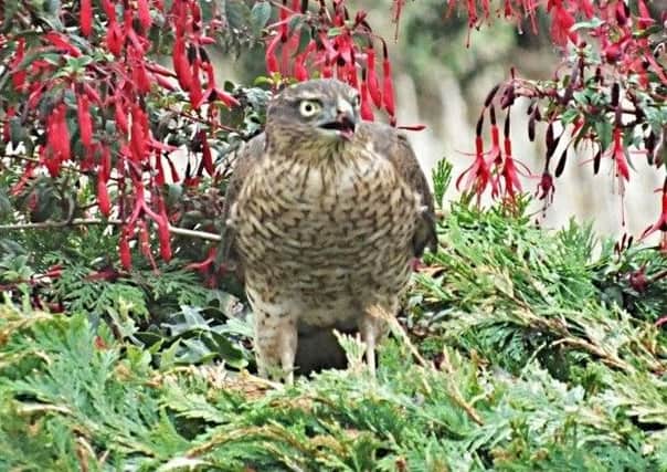 A sparrowhawk. Picture by Ray Sykes.