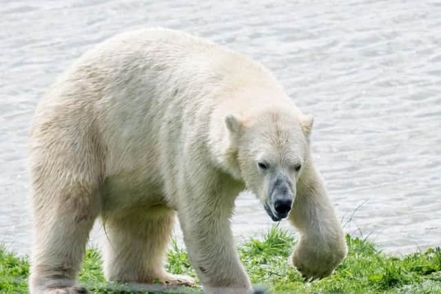 The Park is home to the only polar bears in England. Picture: Marisa Cashill