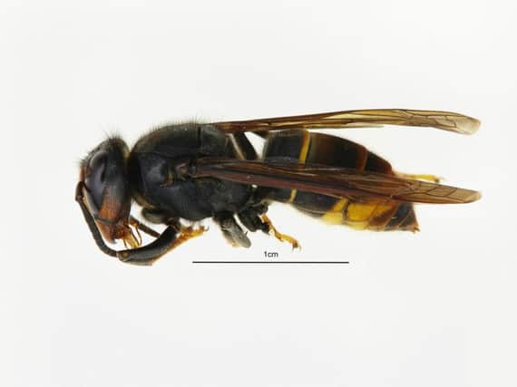 Photo issued by Defra of an Asian hornet. A sighting of the invasive Asian hornet which preys on honeybees has been confirmed in Devon.