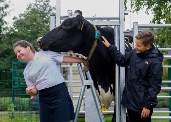 Pupils Lucy Brown and Will Smith, both aged 10, next to a Holstein Friesian cow called Eve at St Barnabas Church of England Primary in York. Picture by James Hardisty.