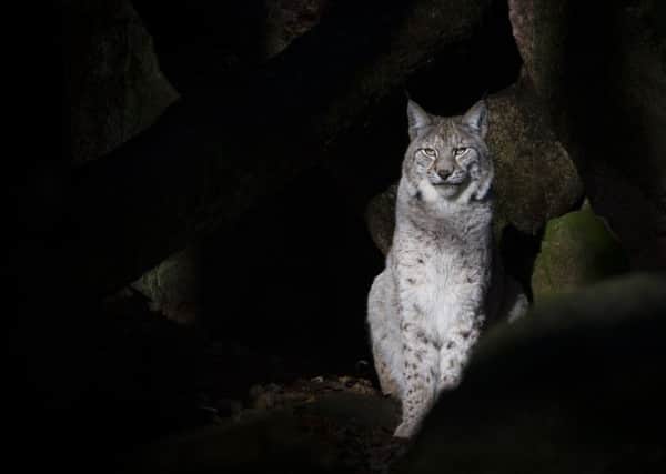 A Eurasian lynx. Picture by Chris Godfrey.