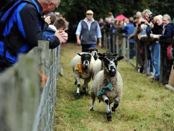 Masham Sheep Fair - sheep racing at the event last year.
