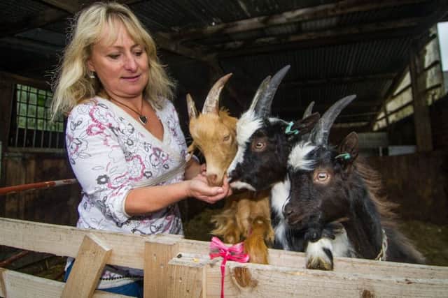 Lyn tends to her Golden Guernsey and Bagot goats.