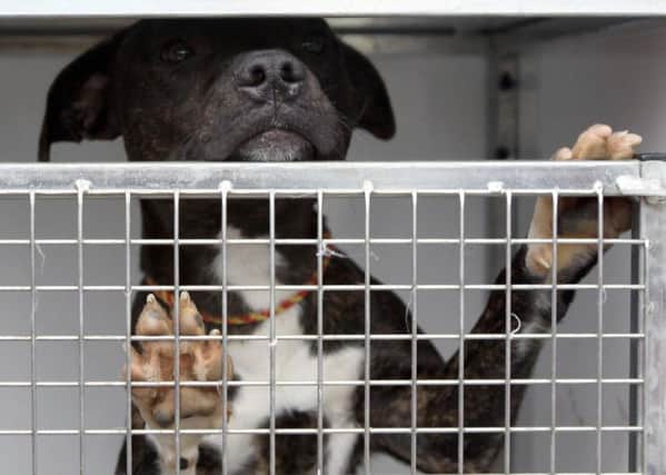 Maximum sentence for people who abuse animals is being increased to five years.