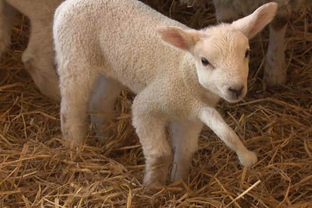 Fiver the five-legged lamb