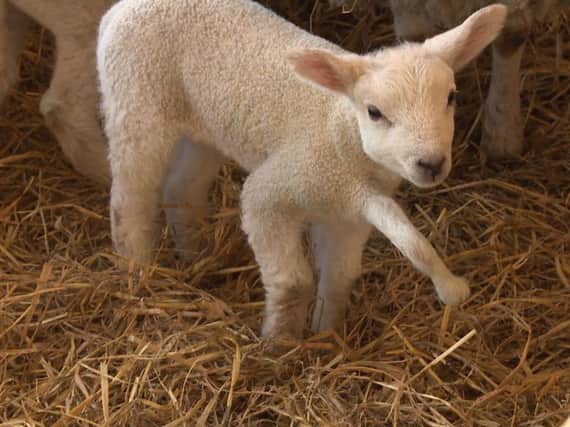 Fiver the five-legged lamb