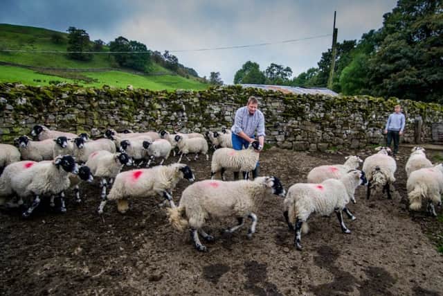 Steve checking the condition of some of his flock at Summer Lodge, Low Row, near Richmond.