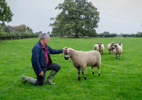 Mark Elliott, of Providence Farm, Ferrensby, Knaresborough, with his flock of Teeswater Sheep.  Pictures James Hardisty.
