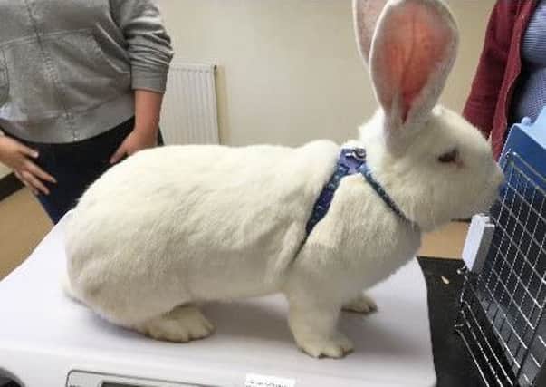 Thumper may be big but is in perfect health.